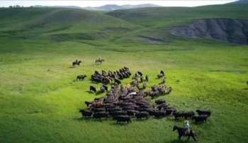 Cattle Grazing